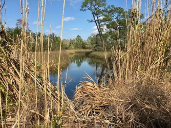 Close-up of reed grass by lake against sky