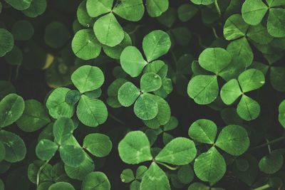 High angle view of raindrops on leaves