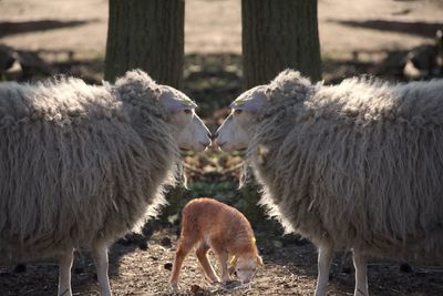 Sheep in a field