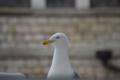 Close-up of seagull