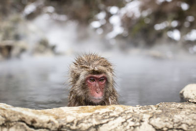 Snow monkeys in hot spring water, japan