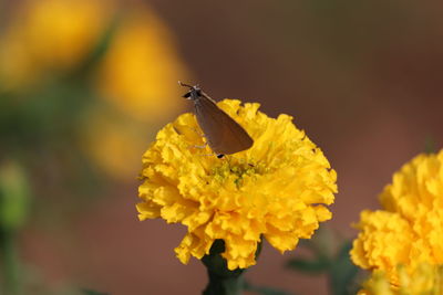 Close-up of butterfly pollinating on yellow flower