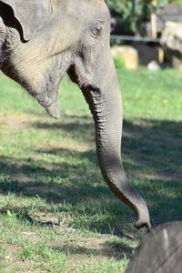 Close-up of elephant on field