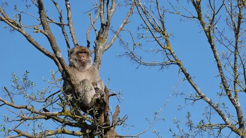 Low angle view of monkey on tree against clear blue sky