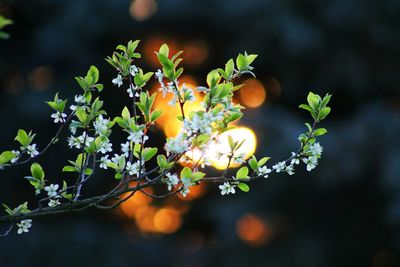 Close-up of white flowers and leaves