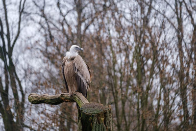 Bird perching on a tree