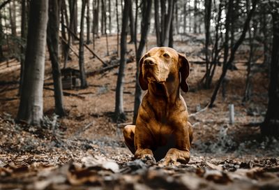 Dog sitting on field in forest