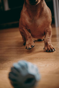 Close-up of dog relaxing on hardwood floor