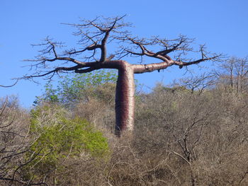 Low angle view of bare tree against clear sky