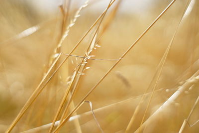 Close-up of stalks in field