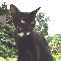 Portrait of a cat