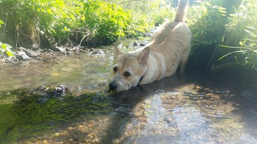 Cat in water