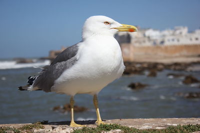 Close-up of seagull perching on shore against sky