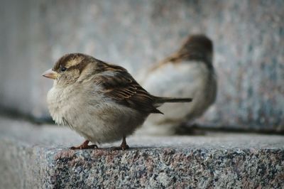 Close-up of bird perching outdoors