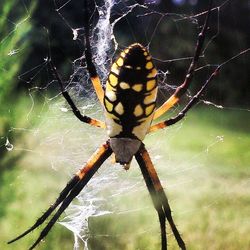 Close-up of plant against blurred background