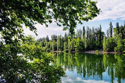 Scenic view of lake by trees in forest against sky