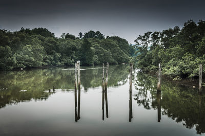 Reflection of trees in water