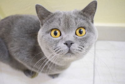 High angle portrait of cat sitting on flooring