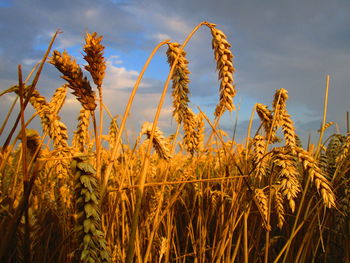 Close-up of wheat growing on field against sky