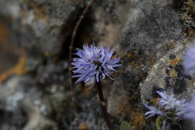 Close-up of purple flowering plant