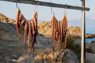 Close-up of octopus drying against the sky