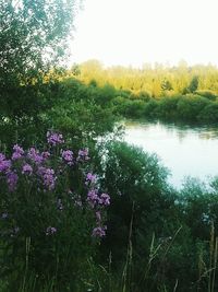 Purple flowers growing on tree against sky
