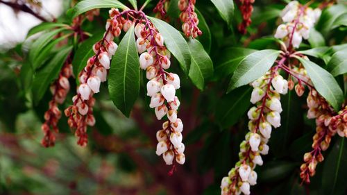 Close-up of flowering plant hanging from tree