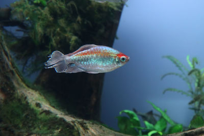 Close-up of fish swimming in aquarium