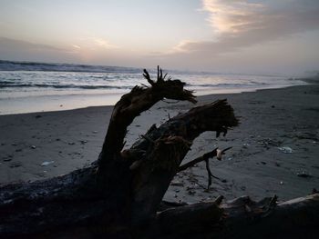 Driftwood on beach against sky during sunset