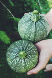 Cropped hand holding squashes at farm
