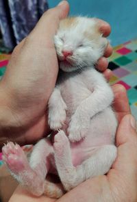 A baby cat looks very sound asleep after being born a few days ago