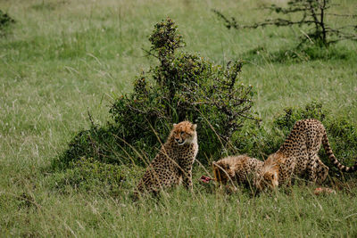 cheetah