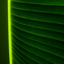 Full frame shot of palm leaf