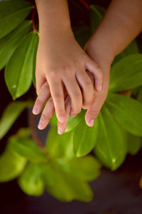 Cropped hands over plant