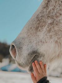 Cropped hand of child stroking horse