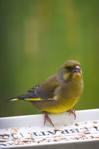 Close-up of bird eating