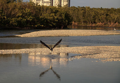 Bird flying over lake