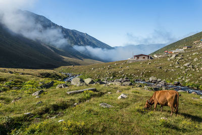 Sheep grazing in a field