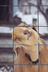 View of dog in ranch