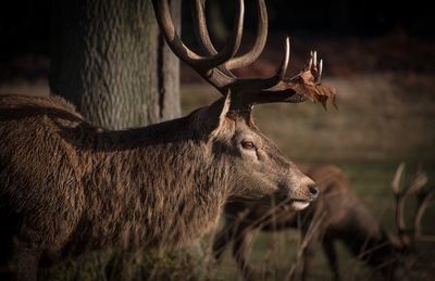 Deer in a farm