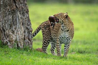 Leopard standing on field