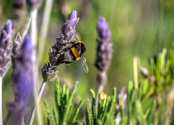 Close-up of insect on plant