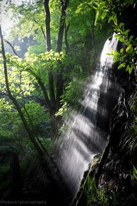 Waterfall in forest
