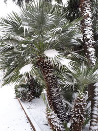 Close-up of snow on plant during winter