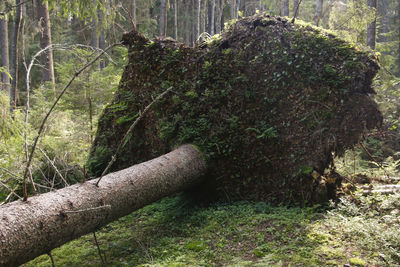 Sunlight falling on tree trunk in forest