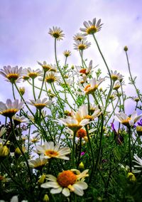 Close-up of yellow flowering plant