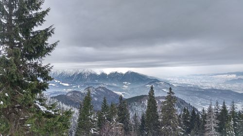 Scenic view of forest against sky