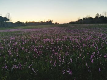 Purple flowering plants on field against sky during sunset