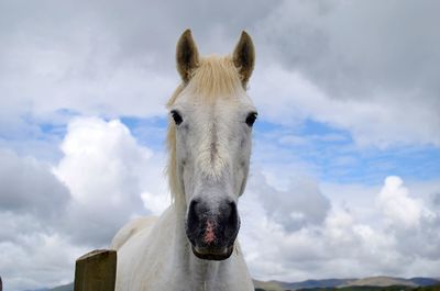 White horse against sky