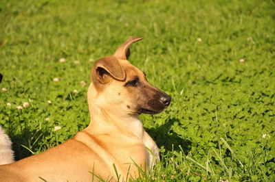 Close-up of a dog looking away